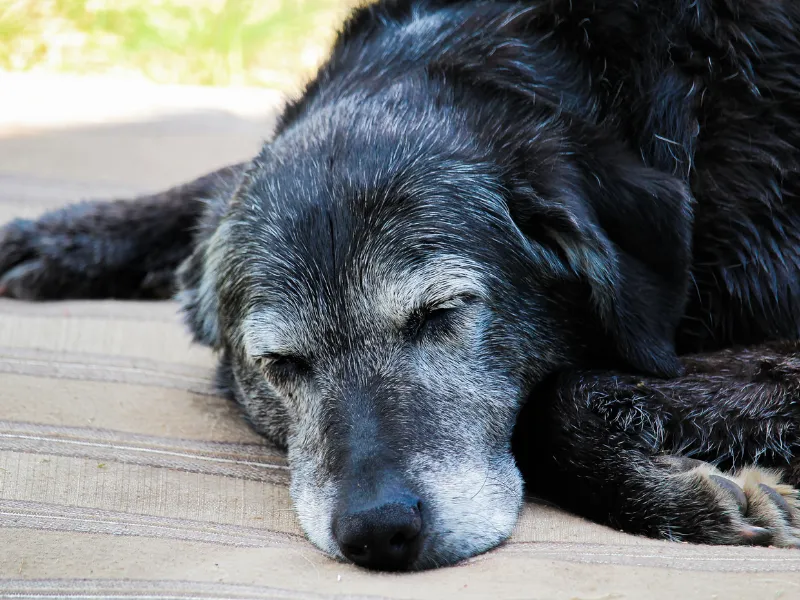 O mito dos 7 anos: Por que um ano para o seu pet equivale a sete para você?